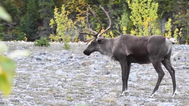 加拿大荒野中的驯鹿山 — 图库视频影像
