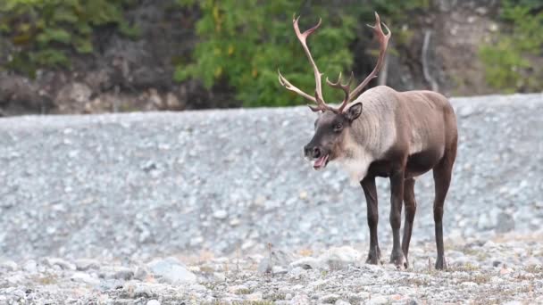 Mountain Caribou Den Kanadensiska Vildmarken — Stockvideo