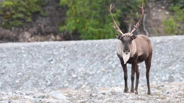 Caribou Montagne Dans Nature Sauvage Canadienne — Video