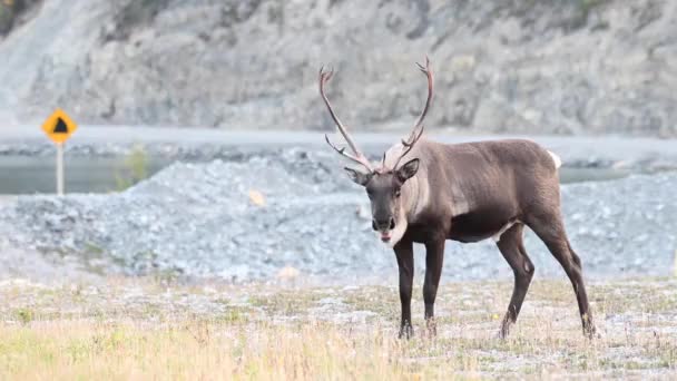 Kariboe Canadese Wildernis — Stockvideo