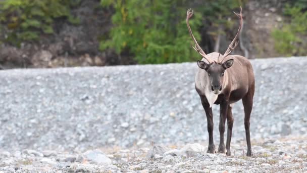 Kariboe Canadese Wildernis — Stockvideo