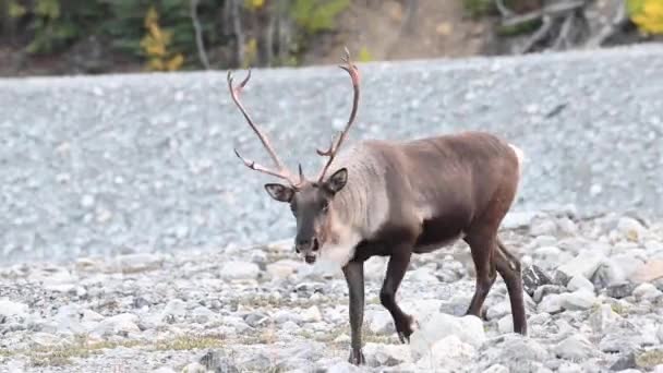 Caribou Montanha Deserto Canadense — Vídeo de Stock