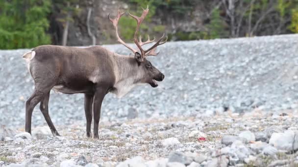 Karibus Der Kanadischen Wildnis — Stockvideo