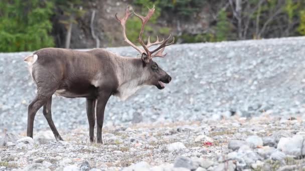 Karibus Der Kanadischen Wildnis — Stockvideo