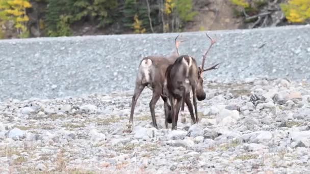 Karibus Der Kanadischen Wildnis — Stockvideo