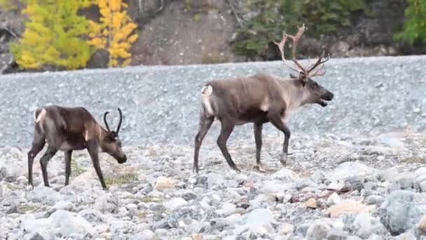 Caribou Montagne Dans Nature Sauvage Canadienne — Video