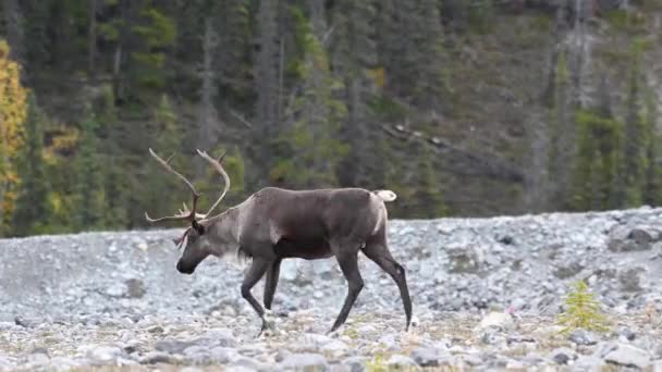 Caribou Montanha Deserto Canadense — Vídeo de Stock