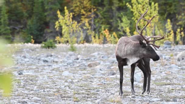 Kanada Nın Vahşi Doğasında Dağ Ren Geyiği — Stok video