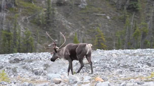 Caribou Montagne Dans Nature Sauvage Canadienne — Video