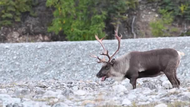 Karibus Der Kanadischen Wildnis — Stockvideo