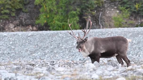 Caribou Montagne Dans Nature Sauvage Canadienne — Video