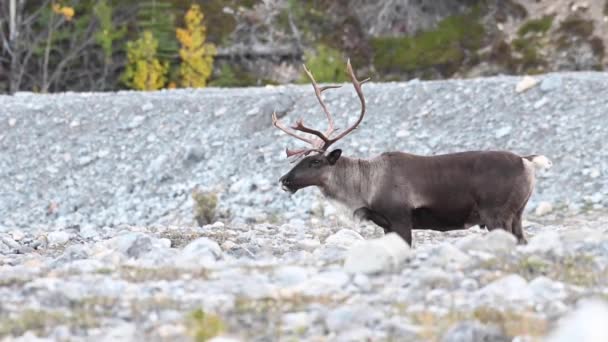 Kariboe Canadese Wildernis — Stockvideo