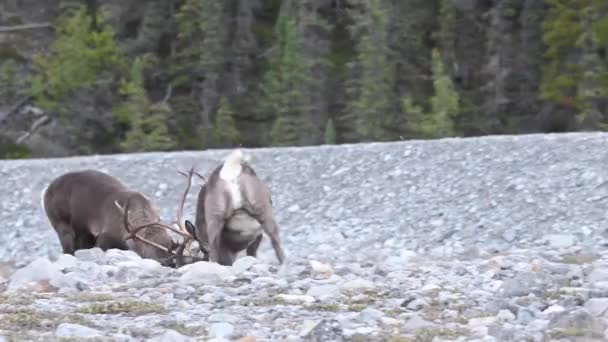 Caribou Montagne Dans Nature Sauvage Canadienne — Video