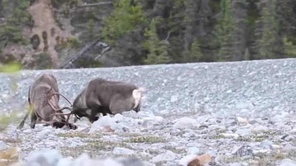 Karibus Der Kanadischen Wildnis — Stockvideo