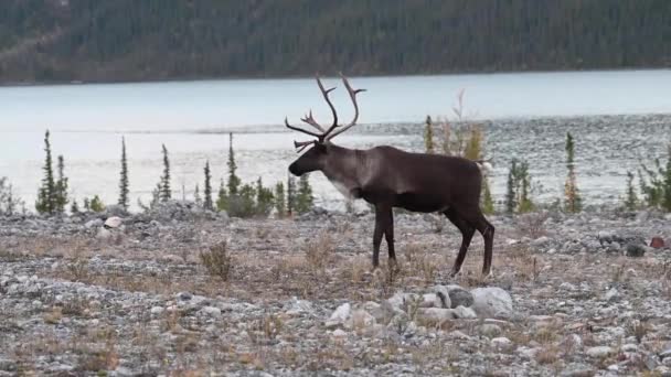 Mountain Caribou Den Kanadensiska Vildmarken — Stockvideo