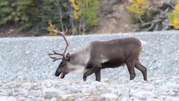 Karibus Der Kanadischen Wildnis — Stockvideo