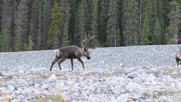 Karibus Der Kanadischen Wildnis — Stockvideo