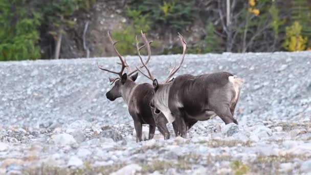 Karibus Der Kanadischen Wildnis — Stockvideo