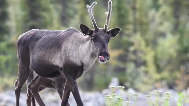 Karibus Der Kanadischen Wildnis — Stockvideo