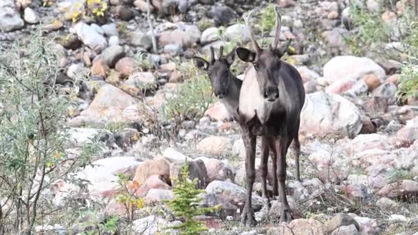 Karibus Der Kanadischen Wildnis — Stockvideo