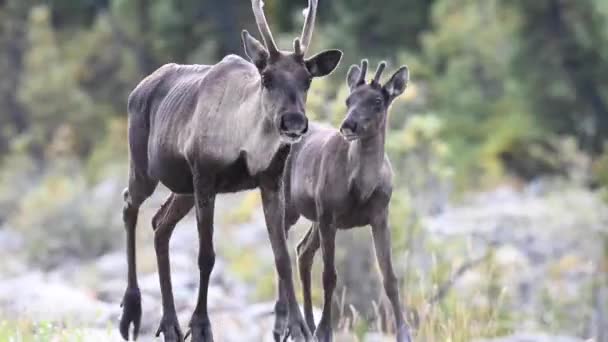 Karibus Der Kanadischen Wildnis — Stockvideo