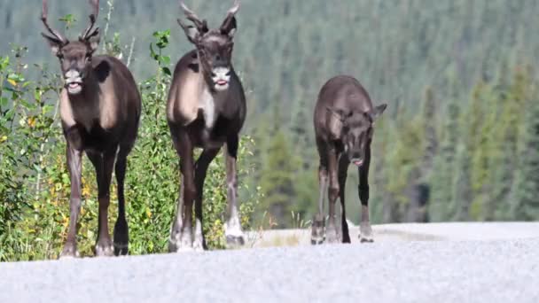 Caribou Montagne Dans Nature Sauvage Canadienne — Video