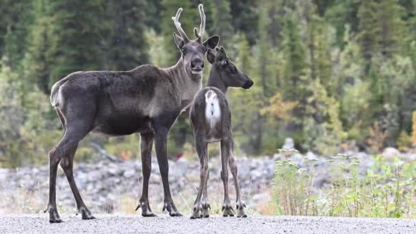 加拿大荒野中的驯鹿山 — 图库视频影像