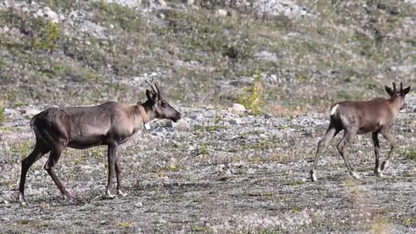 Mountain Caribou Canadian Wilderness — Stock Video