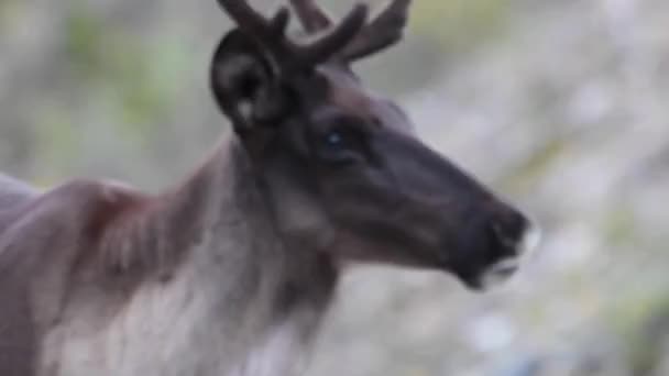カナダの荒野の山のカリブー — ストック動画