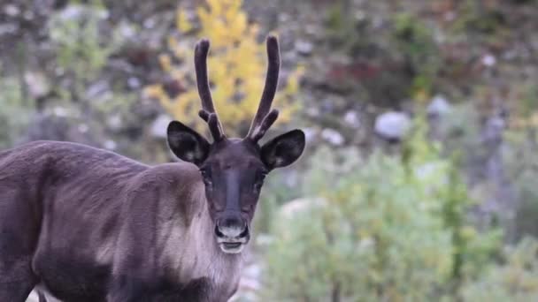 カナダの荒野の山のカリブー — ストック動画