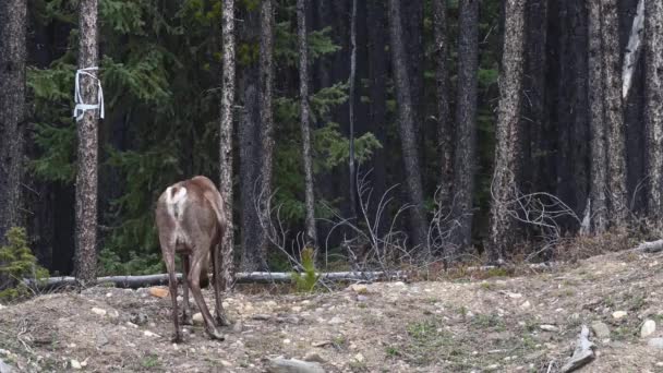 Caribou Montanha Deserto Canadense — Vídeo de Stock