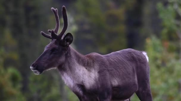 Mountain Caribou Den Kanadensiska Vildmarken — Stockvideo