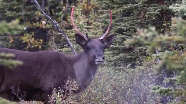 Mountain Caribou Canadian Wilderness — Stock Video
