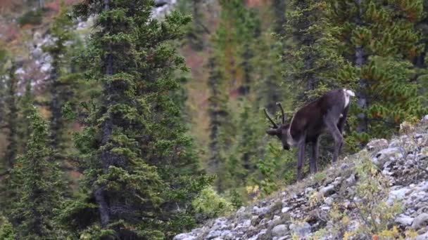 Caribù Montagna Nel Deserto Canadese — Video Stock