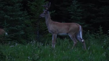 Kanada vahşi doğasında geyik
