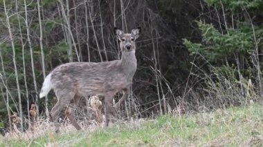 Kanada vahşi doğasında geyik