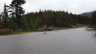 Kanada vahşi doğasında geyik
