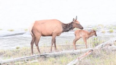 Kanada Kayalıklarında Geyik