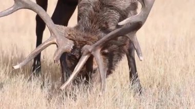 Kanada Kayalıklarında Geyik