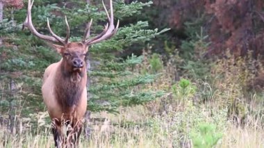 Kanada Kayalıklarında Geyik