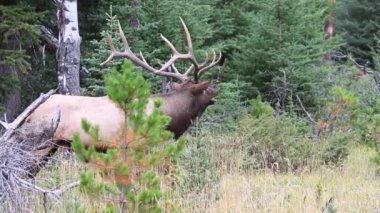 Kanada Kayalıklarında Geyik