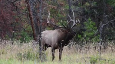 Kanada Kayalıklarında Geyik