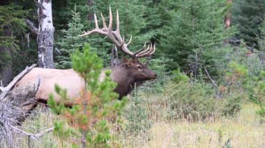 Kanada Kayalıklarında Geyik