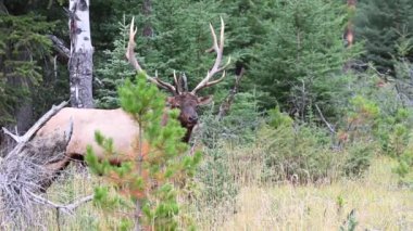 Kanada Kayalıklarında Geyik