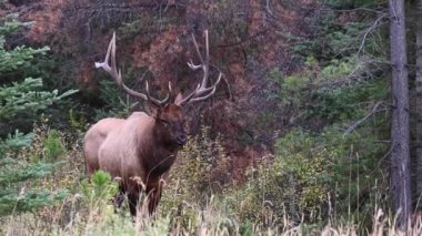 Kanada Kayalıklarında Geyik