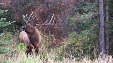 Kanada Kayalıklarında Geyik