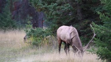 Kanada Kayalıklarında Geyik