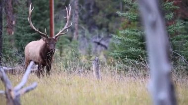 Kanada Kayalıklarında Geyik