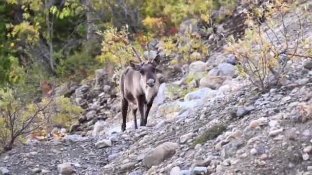 Caribou Montanha Deserto Canadense — Vídeo de Stock