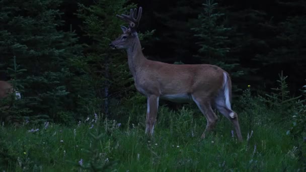 Hjorte Den Canadiske Vildmark – Stock-video